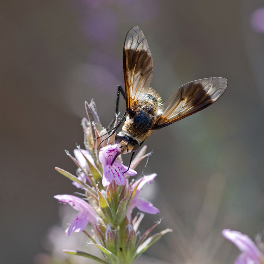 Callostoma fascipenne